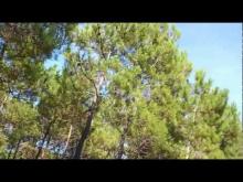 Vidéo de la Forêt de la Coubre