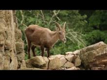 Parc Animalier d'Auvergne en vidéo