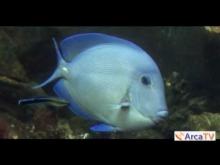Musée aquarium d'Arcachon en vidéo