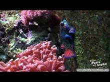 Aquarium Tropical de la Porte Dorée en vidéo