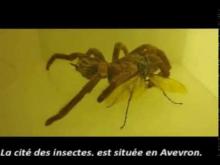 Micropolis Cité des insectes en vidéo