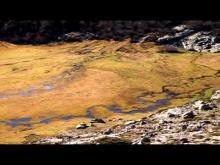 Vidéo des pozzines du Lac de Nino