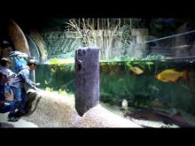 Aquarium Sea Life Paris en Vidéo