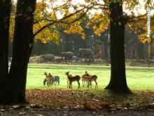 Château, parc et jardin zoologique de Thoiry en vidéo