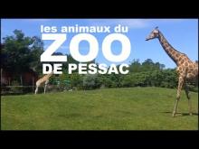 Zoo de Bordeaux Pessac en vidéo