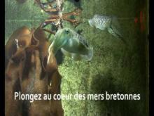 Aquarium Marin de Trégastel en Vidéo