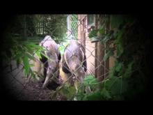 Zoo des Sables-d’Olonne en vidéo