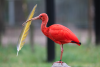 Ibis rouge - Zoo Labenne